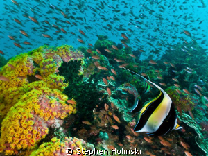 Dive site: Beatrice.  Anilao, Philippines.  Current was p... by Stephen Holinski 